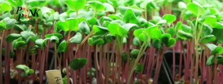 Seed micro green