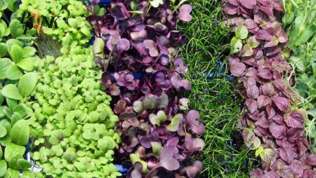 Seed micro green
