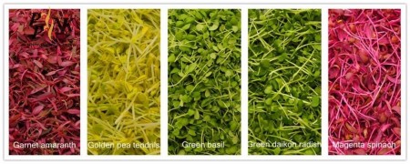 Seed micro green