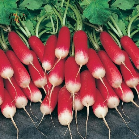 Radish seed