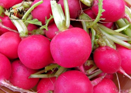Radish seed
