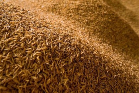 واردات ویژه سبوس و ارد دامی