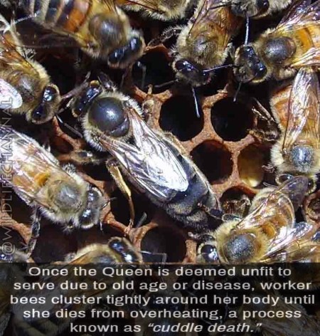 عسل ارگانیک