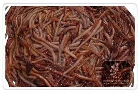 کودارگانیک,vermicompost-worm-fertilizer