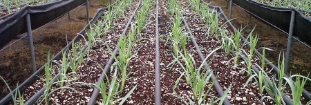 طراحی و اجرای پروژه های آبیاری قطره ای