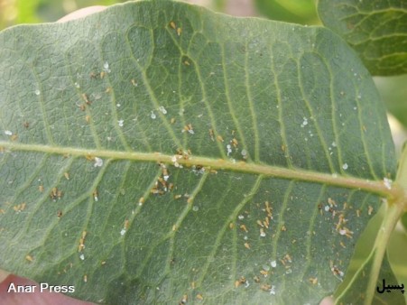 Super high-performance active