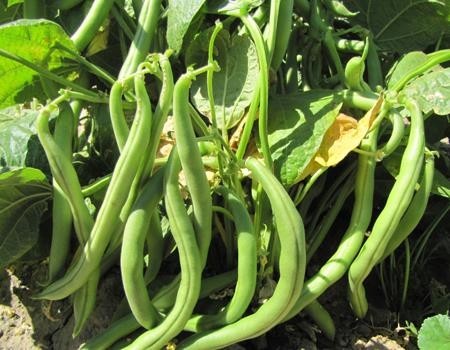 Super high-performance active