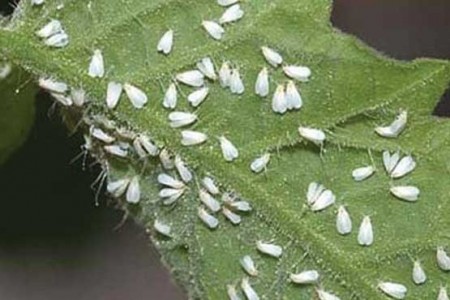 Super high-performance active