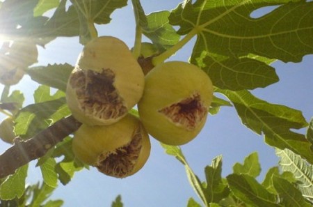 Super high-performance active