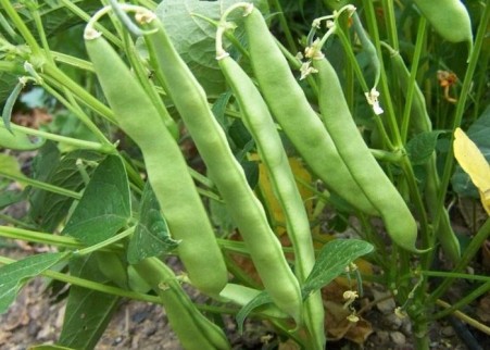 Super high-performance active