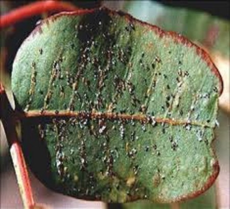 Super high-performance active