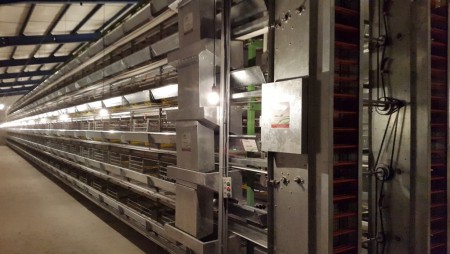 تجهیز سالنهای مرغداری با قفس های تمام اتوماتیک