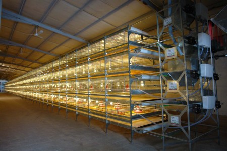 Equip poultry houses, greenhouses, cages, all automatic