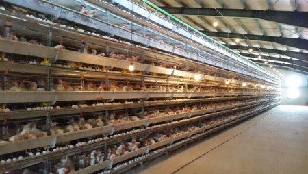 تجهیز سالنهای مرغداری با قفس های تمام اتوماتیک