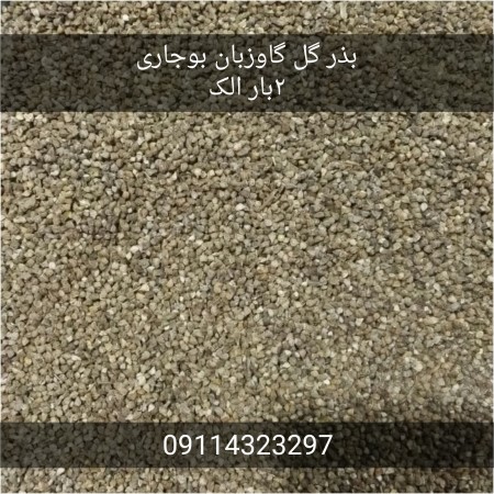 فروش بذر گل گاوزبان ایرانی