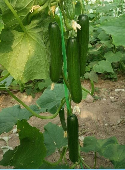 Festival, discount, Easter, Easter sale, seed cultivation, Varna began.