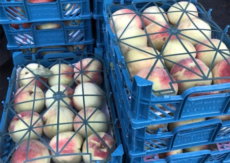 خرید و فروش اینترنتی میوه