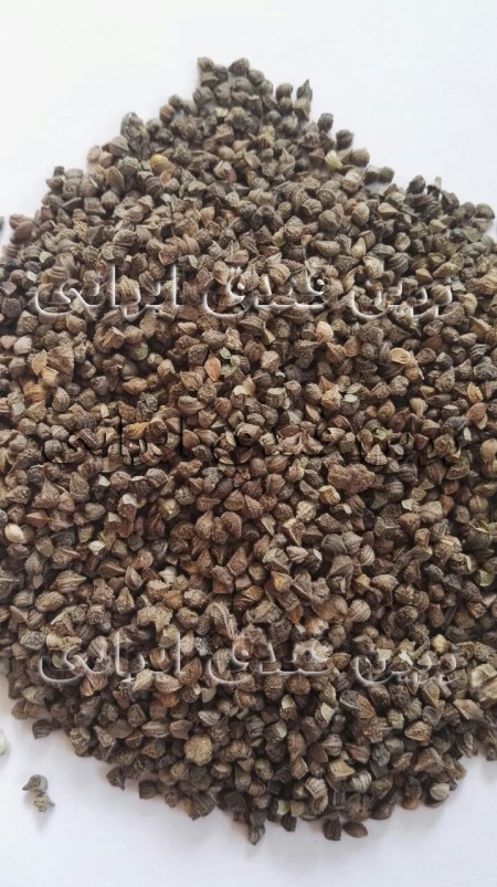 فروش بذر گل گاوزبان ایرانی