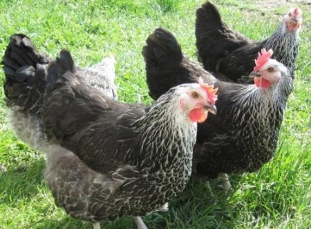 Sell ​​half a native chicken $ 0101 Sell half a native chicken \ r \ n \ r \ n Sell a half-breed nat ...