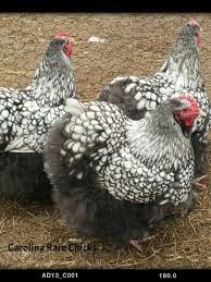 Sell ​​half a native chicken $ 0101 Sell half a native chicken \ r \ n \ r \ n Sell a half-breed nat ...