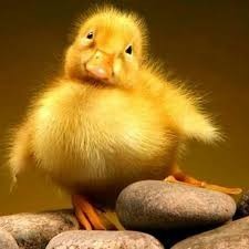 فروش جوجه اردک