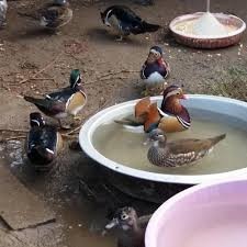 فروش جوجه اردک