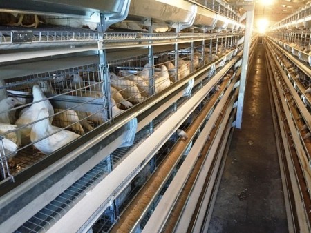 فروش قفس مرغ تخمگذارشرکت زرین توتک