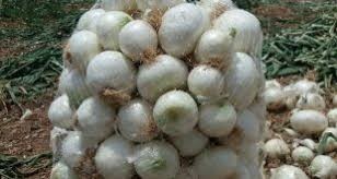 فروش عمده پیاز