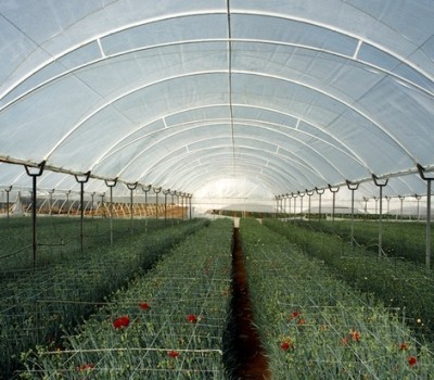 مستر بچ آنتی یو وی