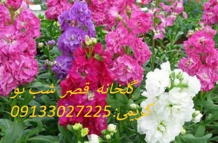گل  و  گیاه قصر شب بو
