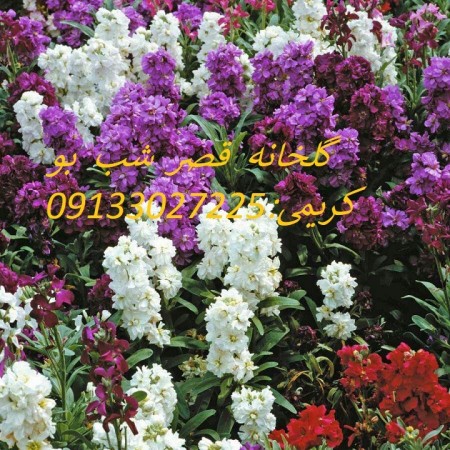 گل  و  گیاه قصر شب بو