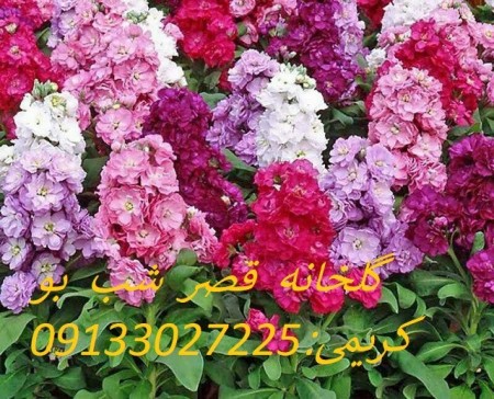 گل  و  گیاه قصر شب بو