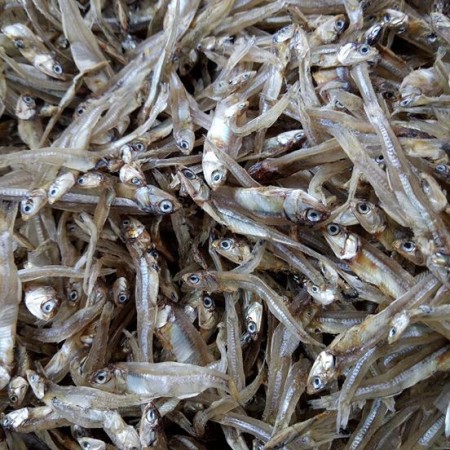 فروش ماهی متو خشک شده برای تولید پودر ماهی متو