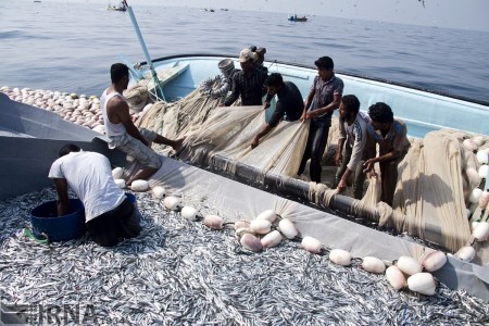فروش ماهی ساردین خشک شده برای تولید پودر ماهی ساردین