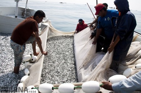فروش ماهی ساردین خشک شده برای تولید پودر ماهی ساردین