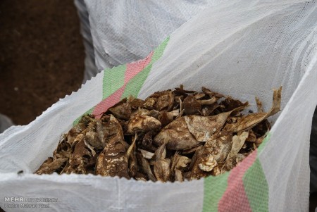 فروش ماهی خشک شده مخلوط ضمن صید برای تولید پودر ماهی