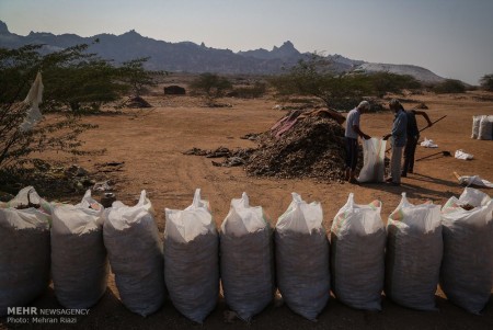 فروش ماهی خشک شده مخلوط ضمن صید برای تولید پودر ماهی