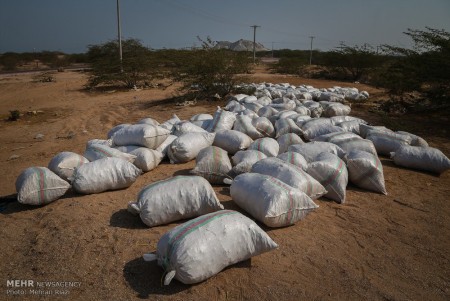 فروش ماهی خشک شده مخلوط ضمن صید برای تولید پودر ماهی