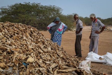 فروش ماهی خشک شده مخلوط ضمن صید برای تولید پودر ماهی