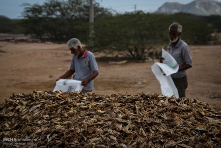 شرکت فرآوری ماهی خشک شده ماهی جزیره