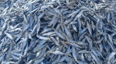 Dry sardine, dried sardine fish