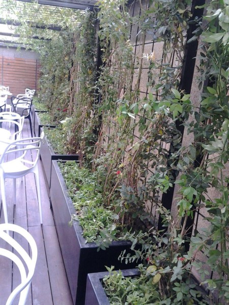 بام سبز و دیوار سبز