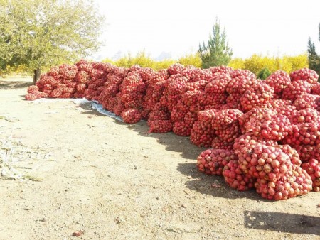 Selling the best pomegranate for export and pomegranate for concentrate and dewatering