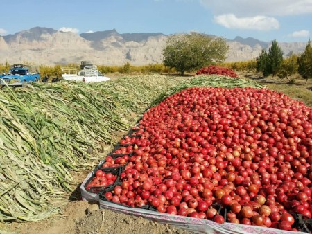 Selling the best pomegranate for export and pomegranate for concentrate and dewatering