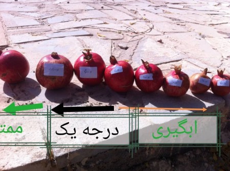Selling the best pomegranate for export and pomegranate for concentrate and dewatering