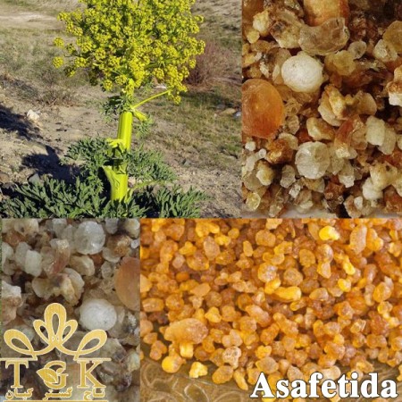 Asafetida and Persian Shallot (Allium stipitatum)