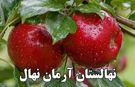 فروش انواع نهال میوه و نهال گردو