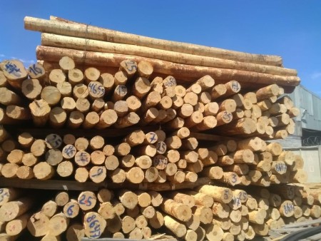 فروش چوب توس (غان) CFR بندر انزلی