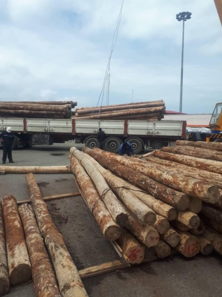 فروش چوب توس (غان) CFR بندر انزلی