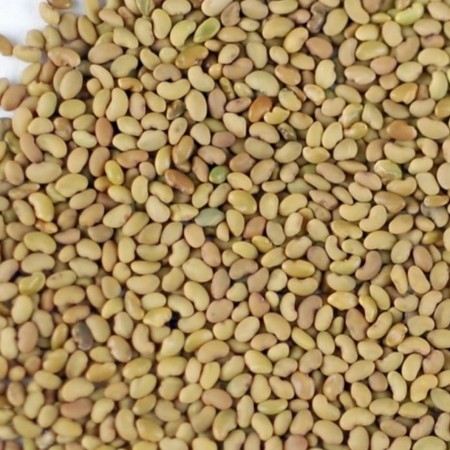 Sale of alfalfa seeds kimya bazr co
